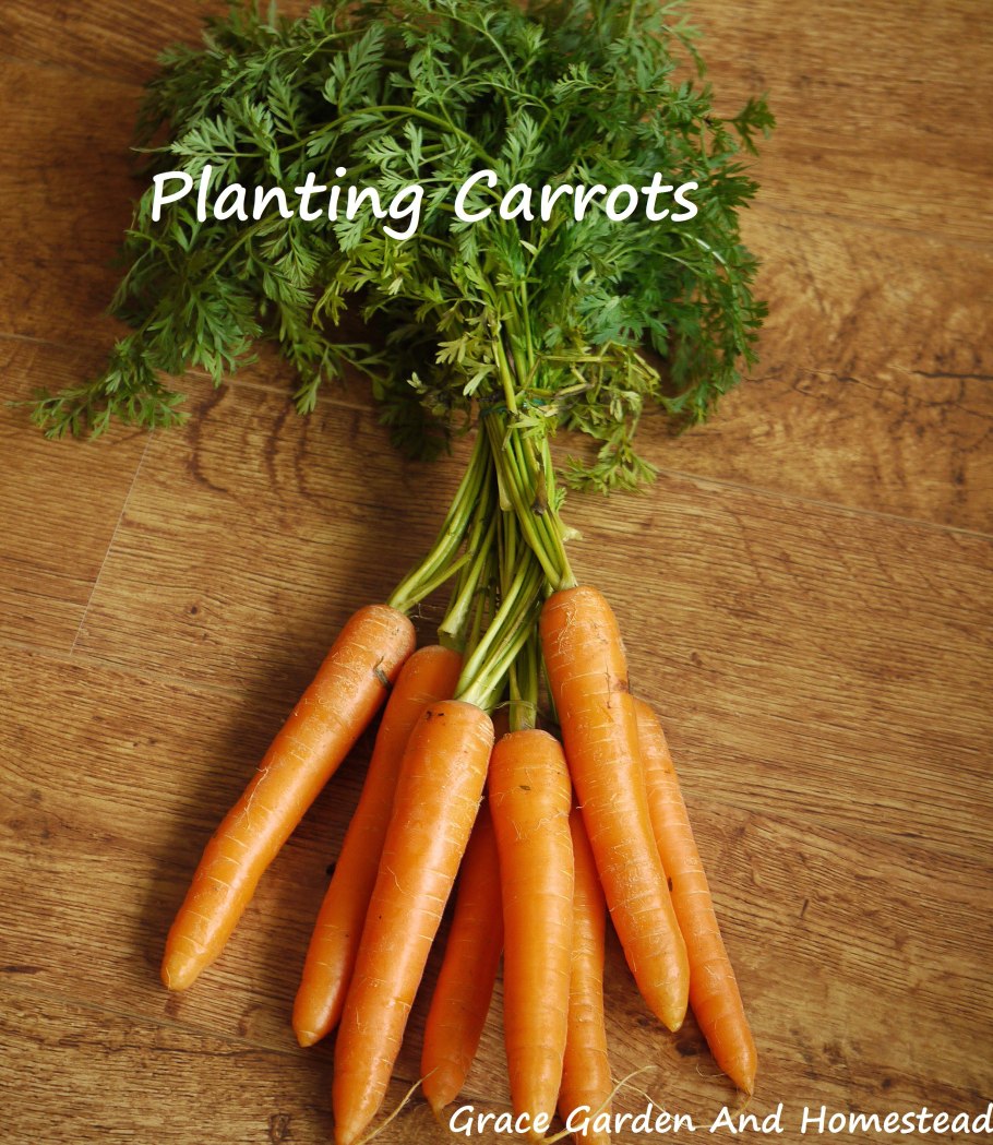 Морковь микс