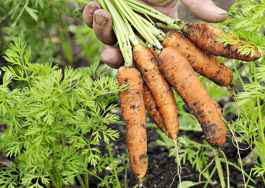 Морковь фиолетовая