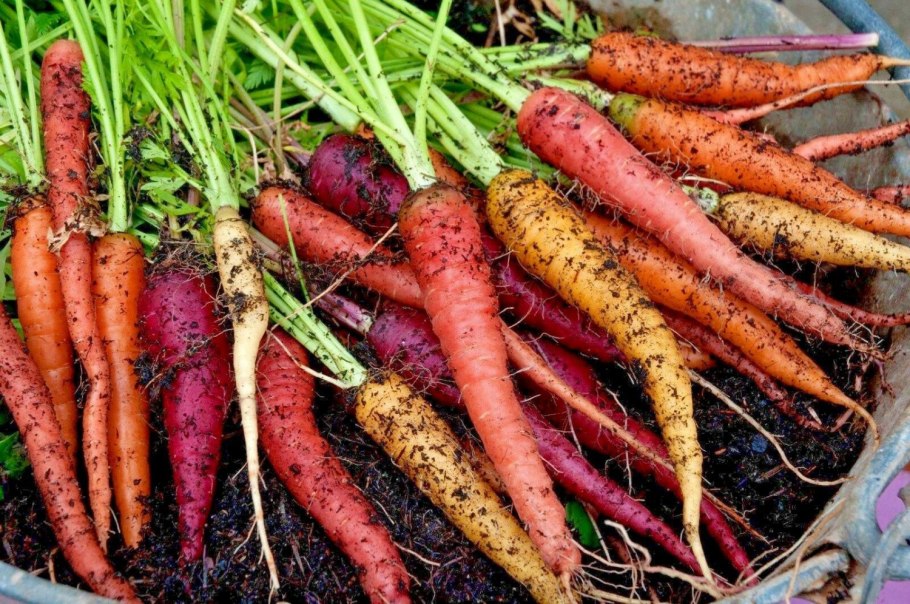 Морковь Кардинал