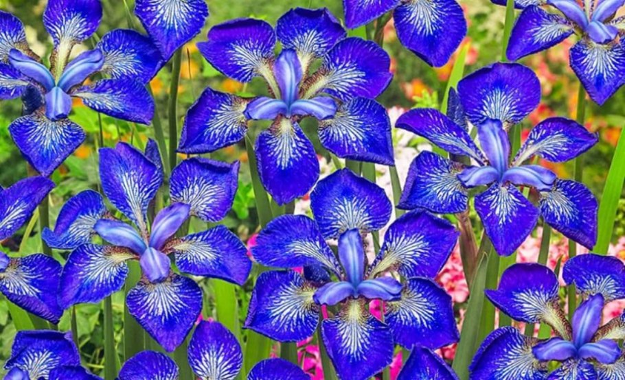 Ирис Сибирский Нагаребоши