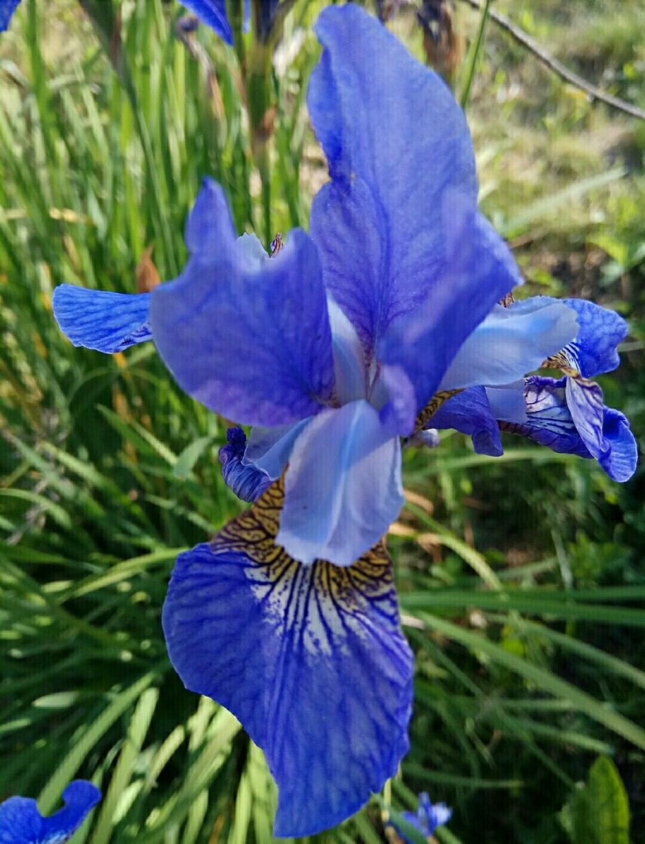 Ирис узколистный сибирский