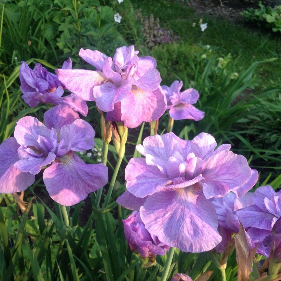 Ирис сибирский пинк парфейт