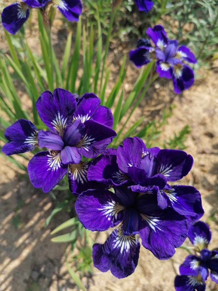 Ирис Сибирский Галс Винкс