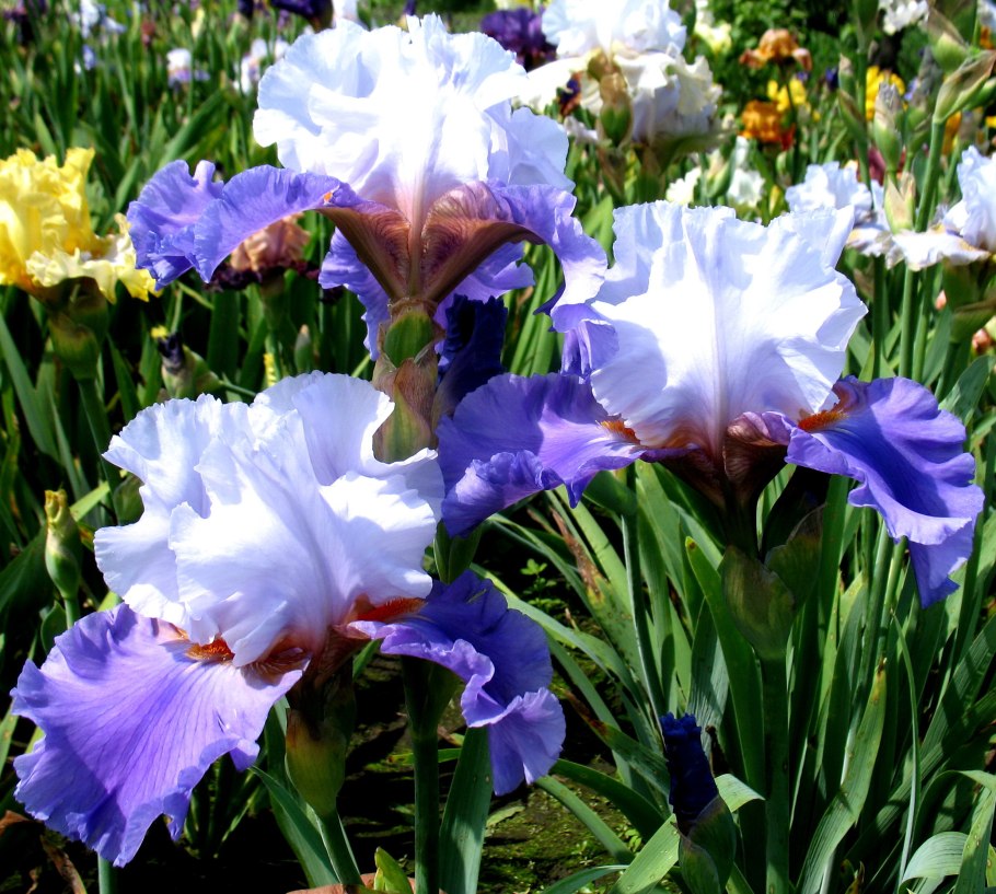 Ирис бахромчатый