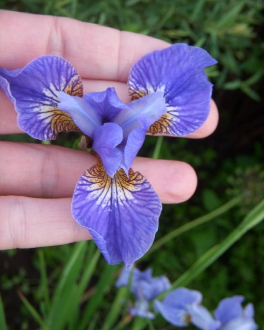 Ирис Iris sibirica Tamberg