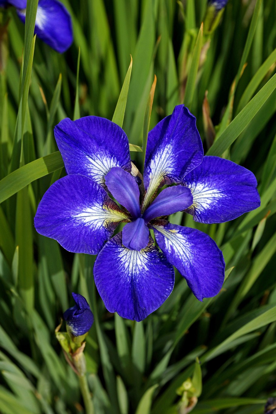 Ирис Сибирский (Iris sibirica &#96;i see Stars&#96;)