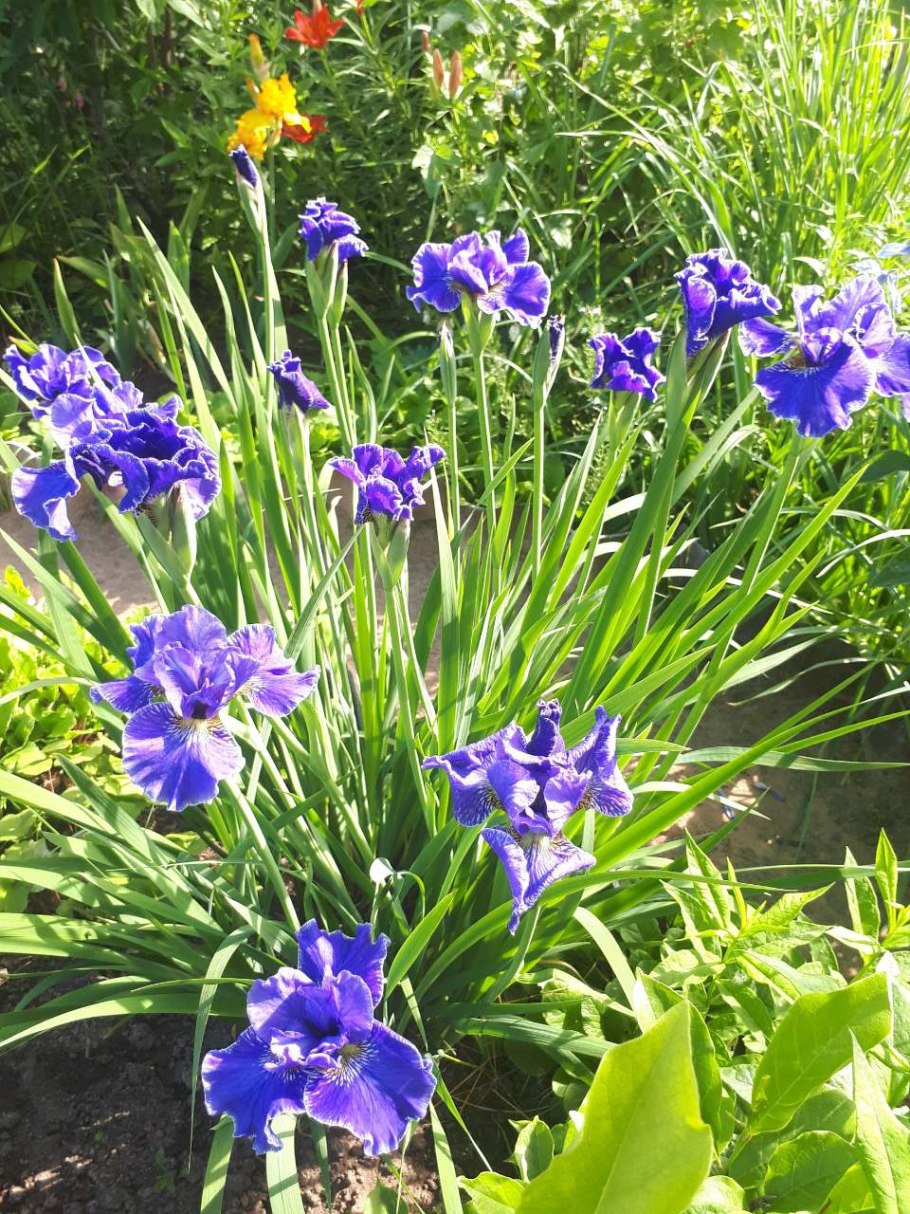 Ирис сибирский раффлед вельвет
