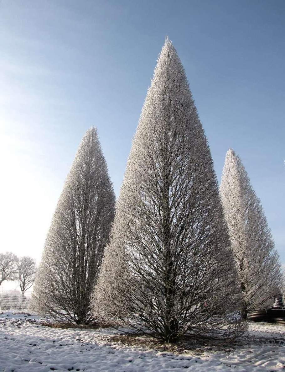 Дуб черешчатый Quercus Robur 'Fastigiata'