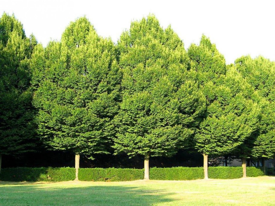 Carpinus betulus 'Fastigiata'