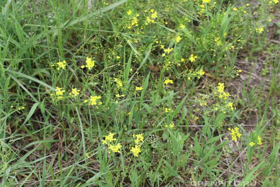 Эспарцет,Клевер горный Альпийский