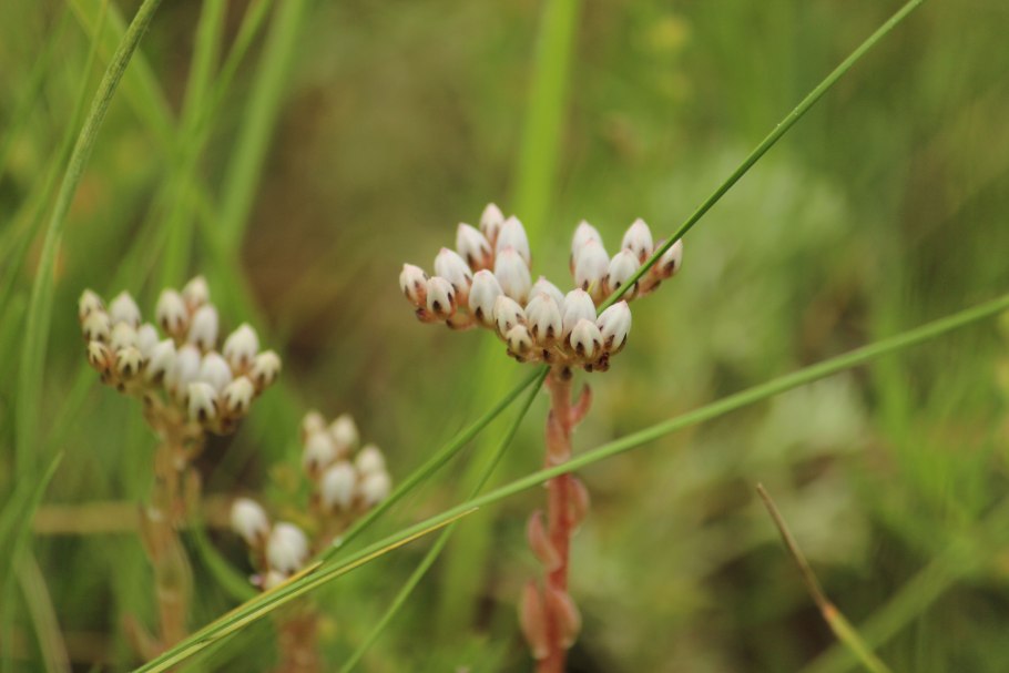 Сихотэ-Алинский заповедник