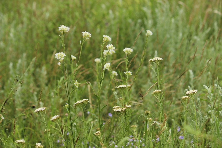Альпийские Луга Кавказа