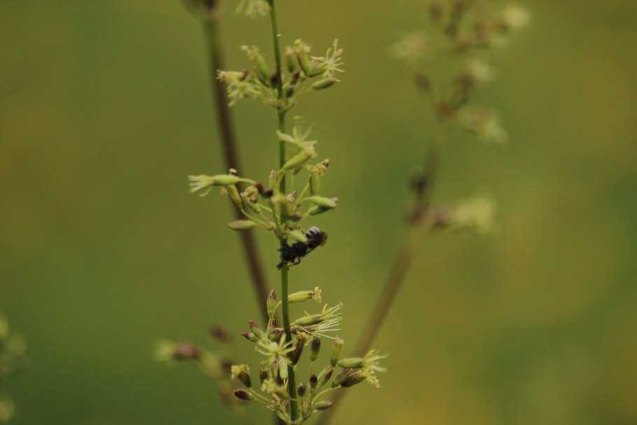 Иван-чай узколистный