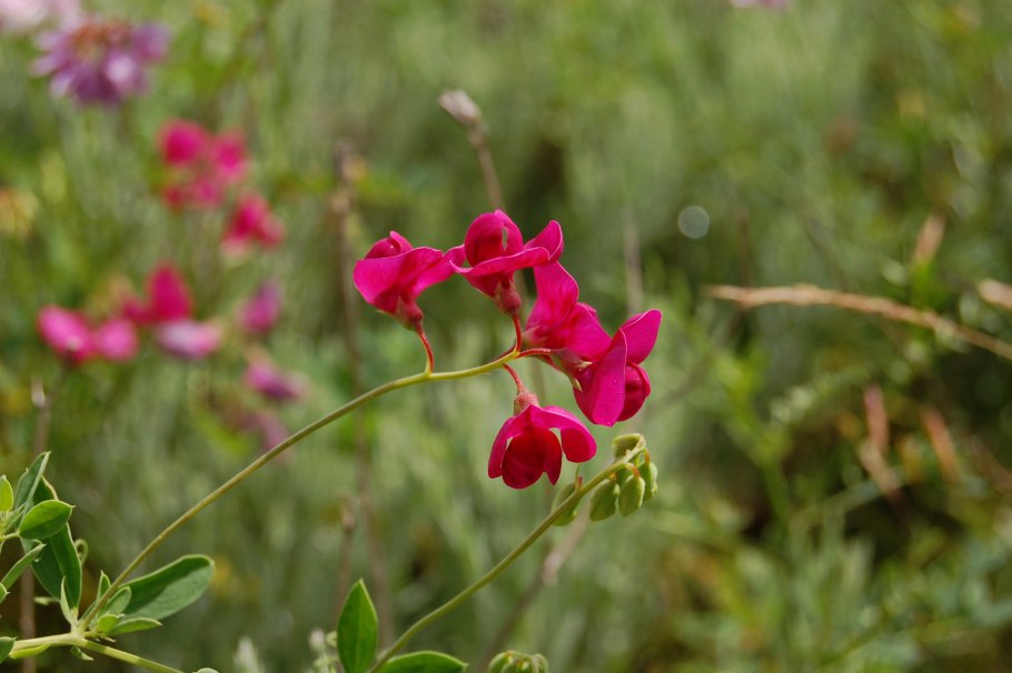 Цветы Юга России