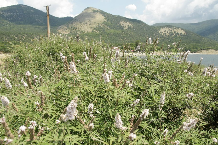 Иван-чай (кипрей)