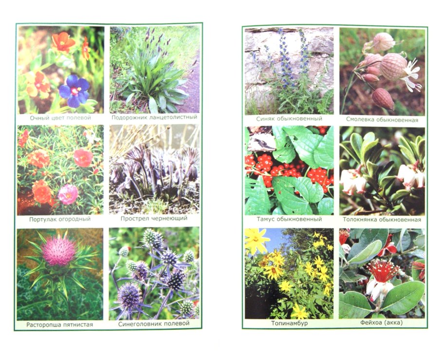 Лилия Кавказская Сочинский национальный парк