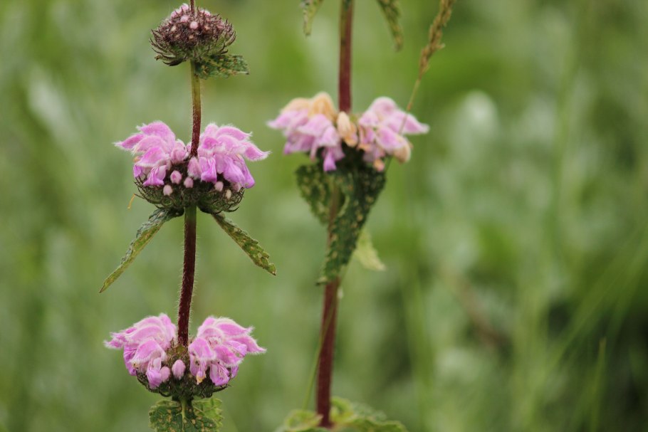 Сахалин Южно-Сахалинск природа