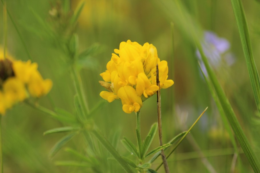 Шпажник тонкий