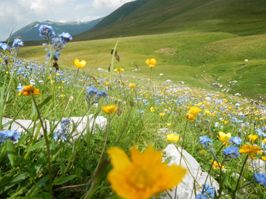 Асфоделина Кавказская
