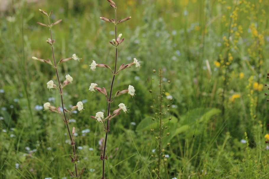 Шалфей Луговой