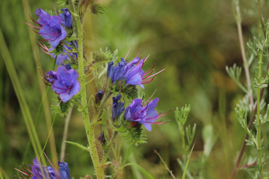 Козлятник трава