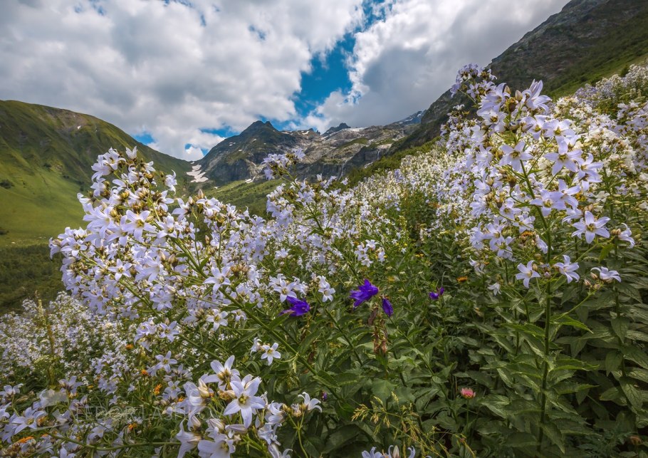 Разнотравье медоносы