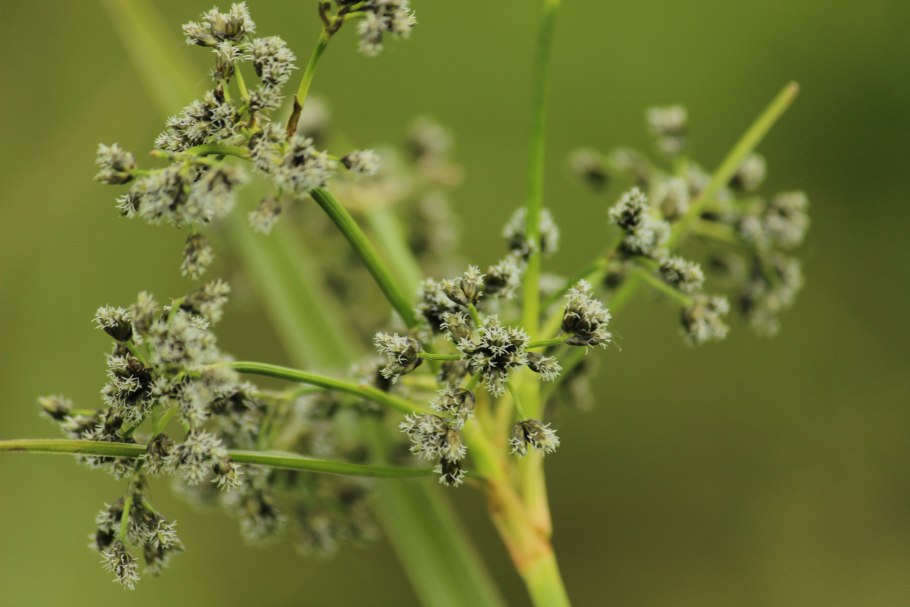 Иван-чай трава