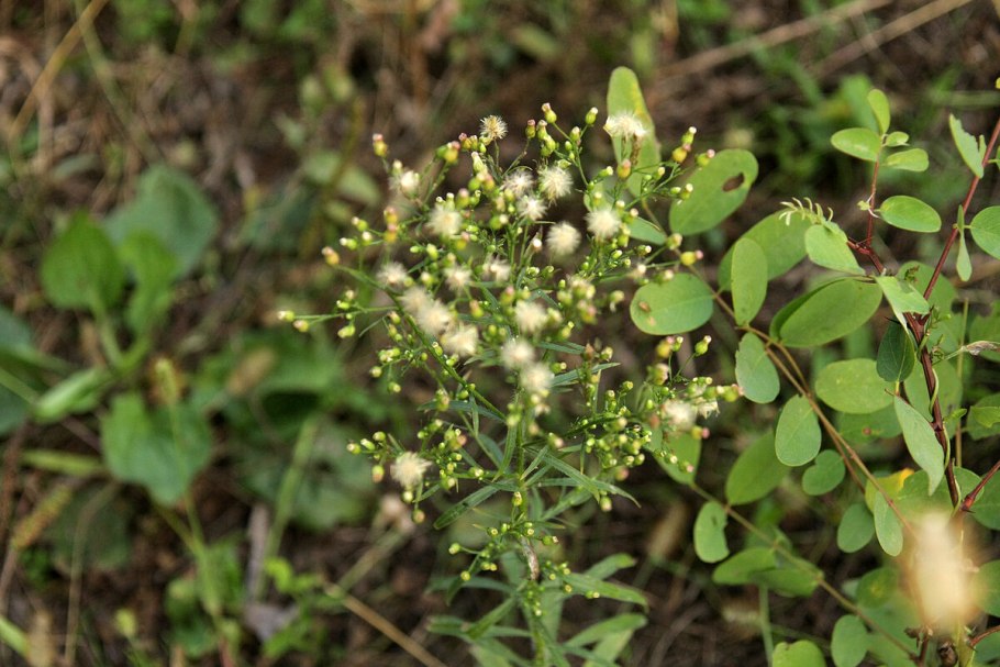 Ценхрус малоцветковый сорняк