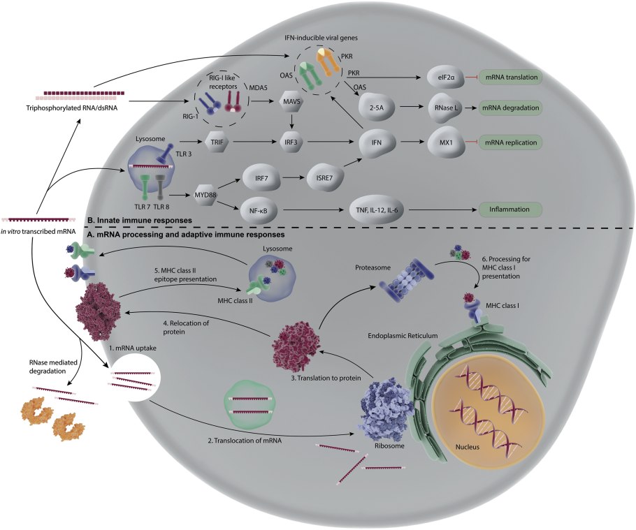 Вупаресо ген Витро