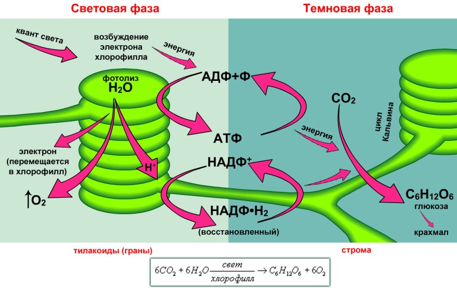 Схема фотосинтеза фотосистемы