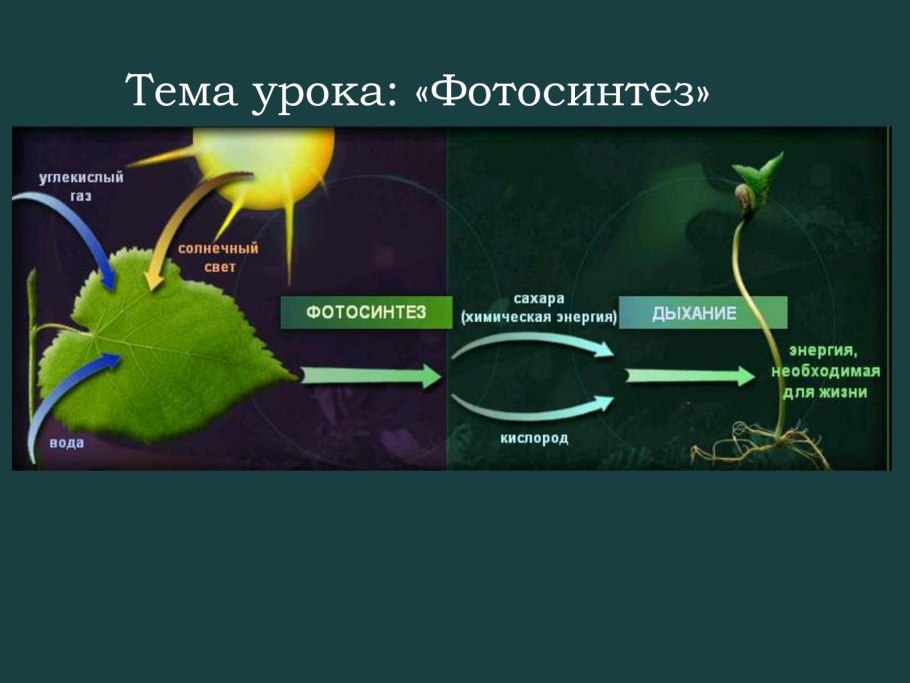 Процесс фотосинтеза у растений 6 класс