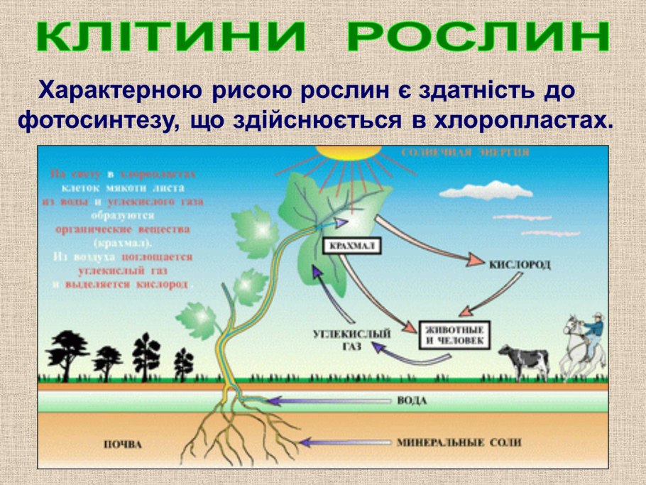 Клетки листа элодеи