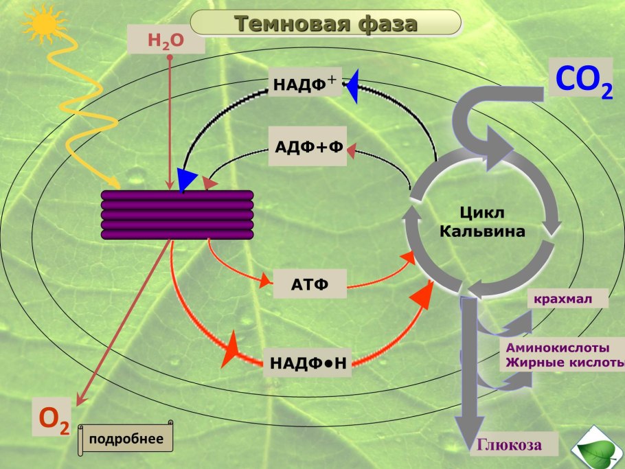 Темновая фаза фотосинтеза цикл Кальвина