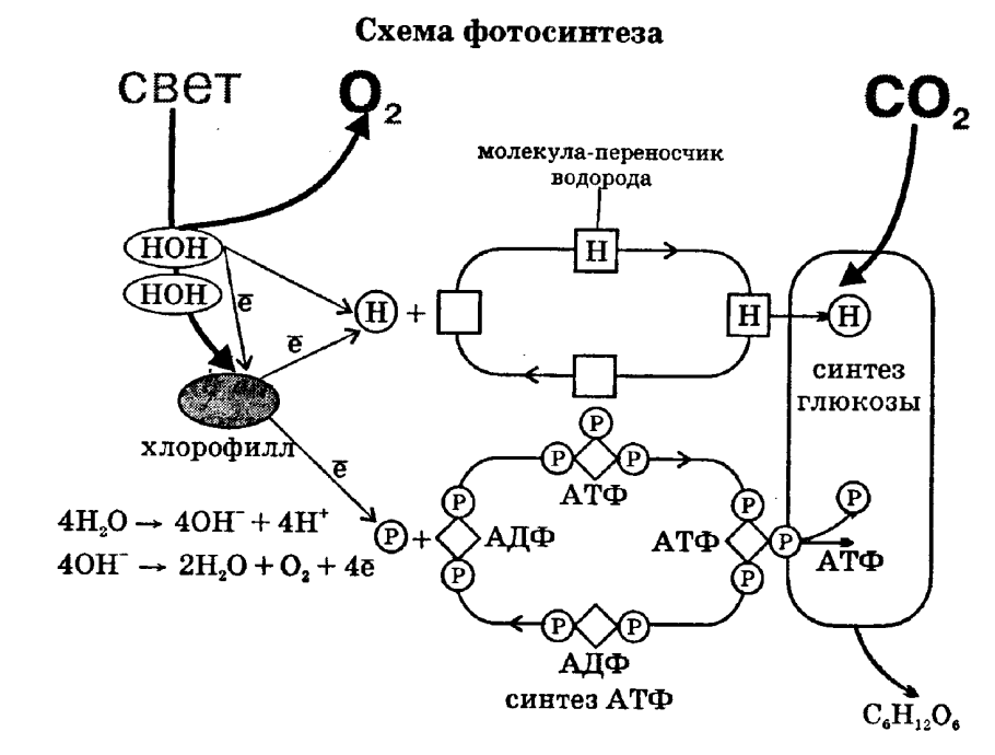 Фотосинтез схема АТФ