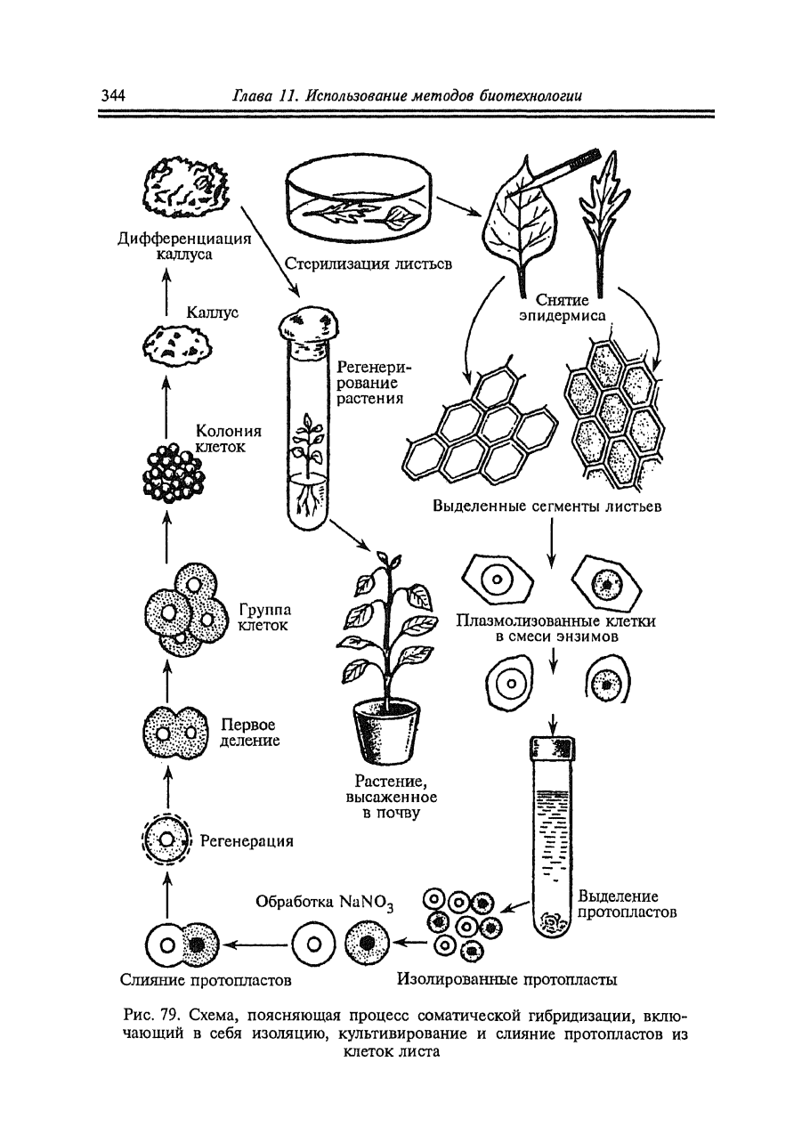 Соматическая гибридизация протопластов
