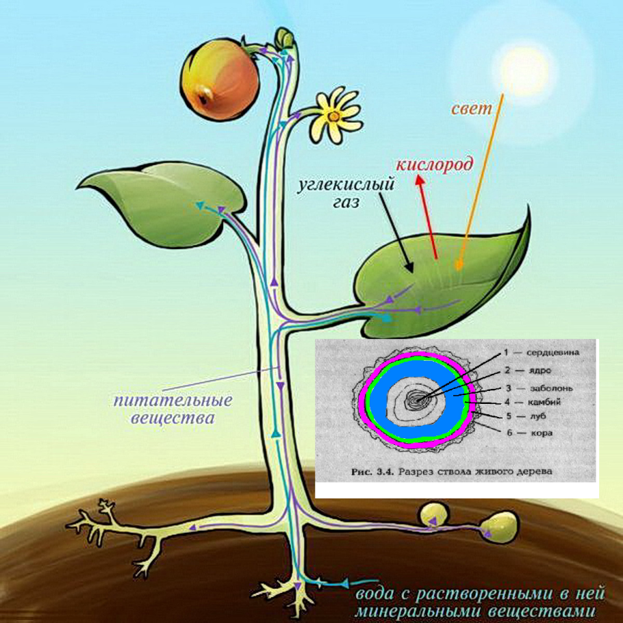 Схема метаболизма растений
