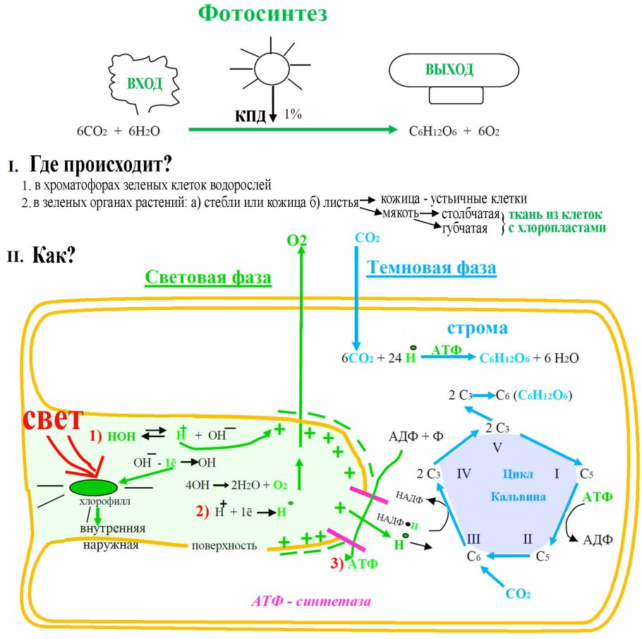 Схема фотосинтеза фотосистемы