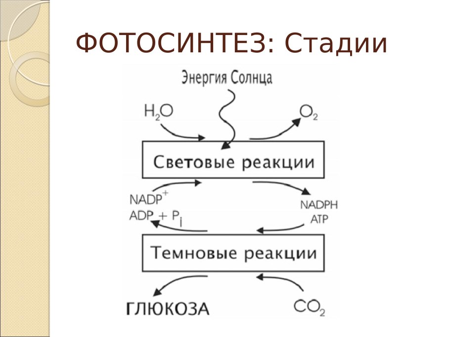 Схема реакции фотосинтеза условие