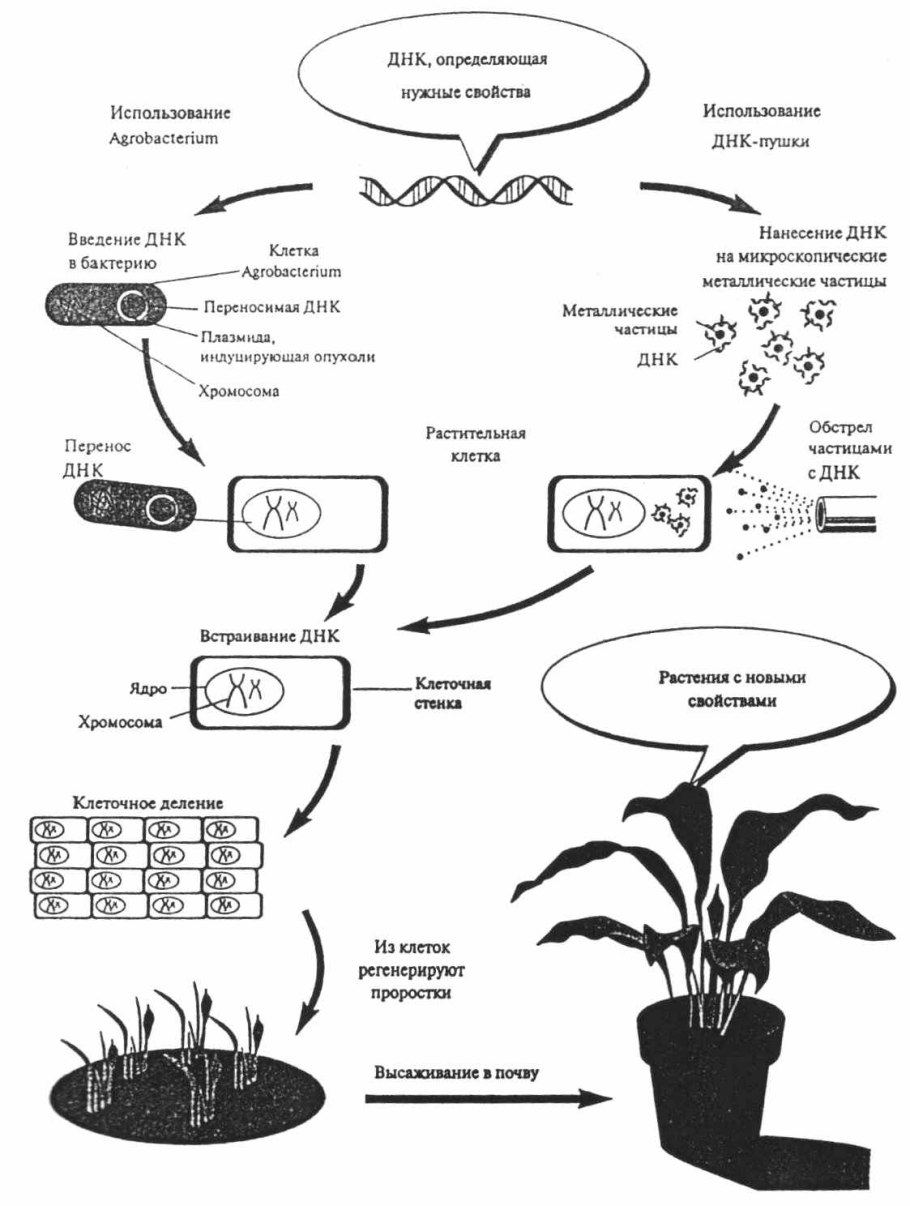 Общая схема получения генномодифицированных растений