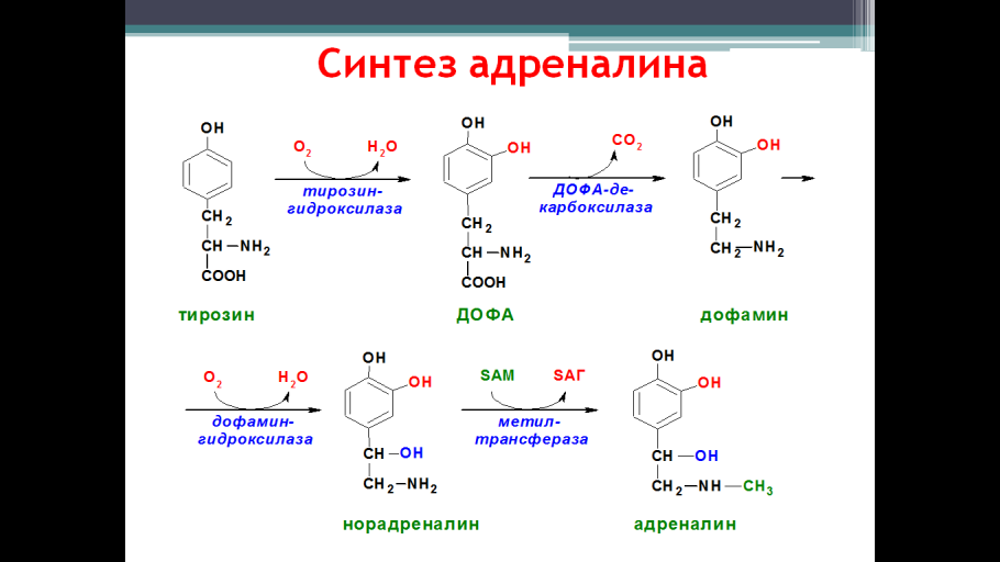 Процесс синтеза белка схема