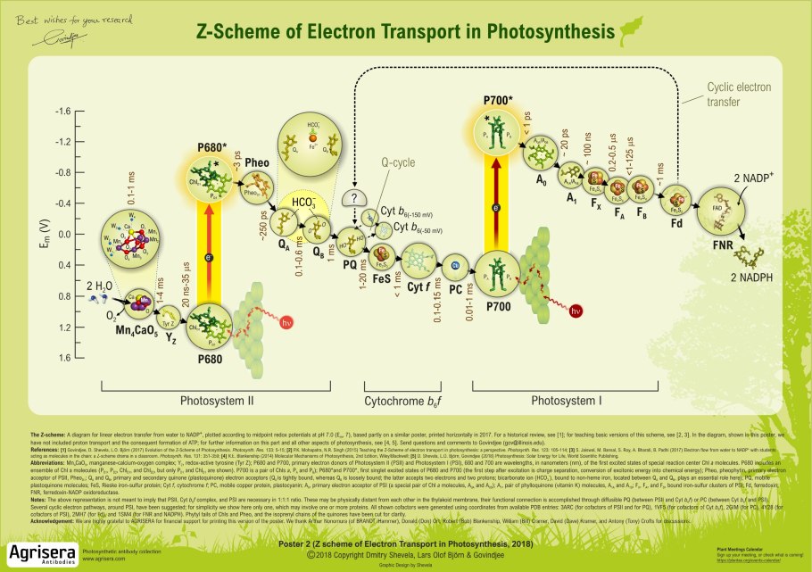 НАДФ В фотосинтезе