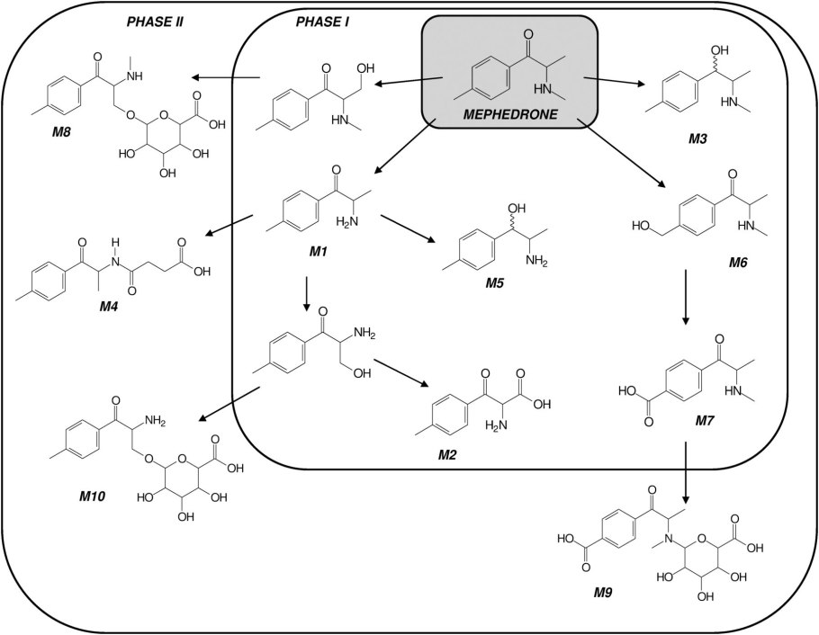 Схема метаболизма амфетамина
