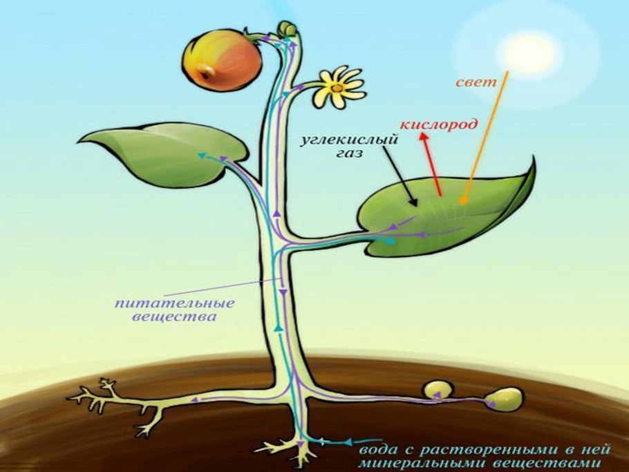 Воздушное питание растений