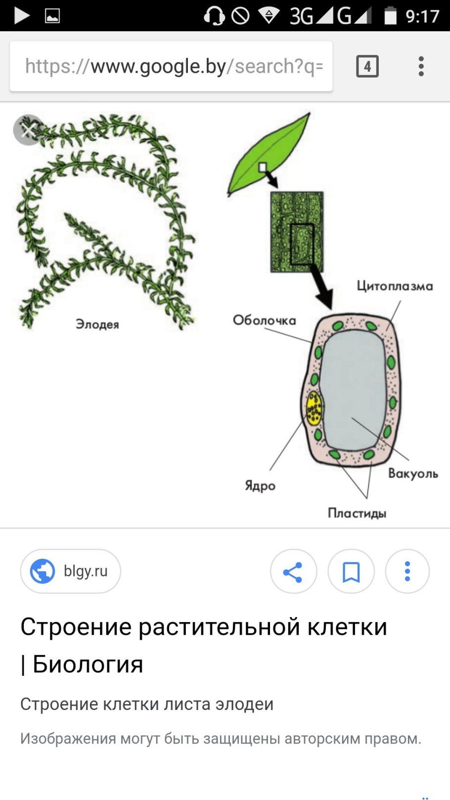 Реакции синтеза из тирозина катехоламинов