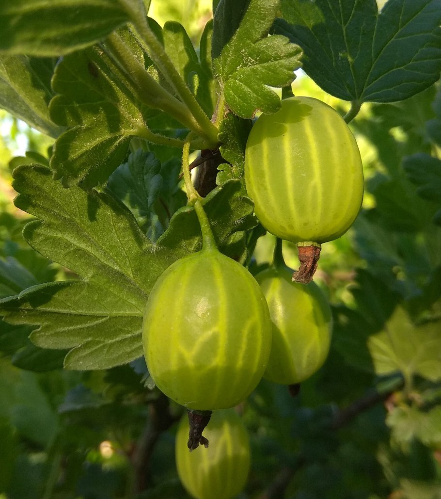 Крыжовник Уральский бесшипный