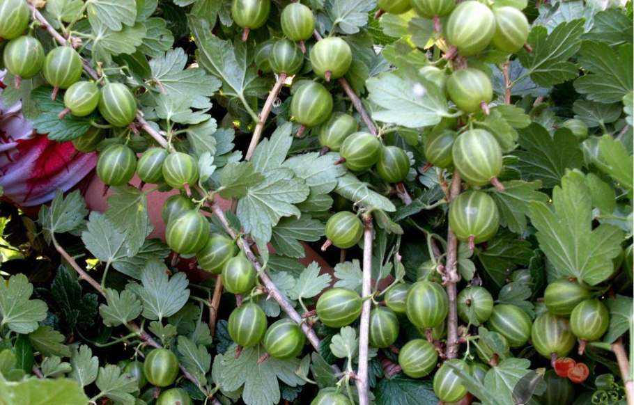 Крыжовник Черномор