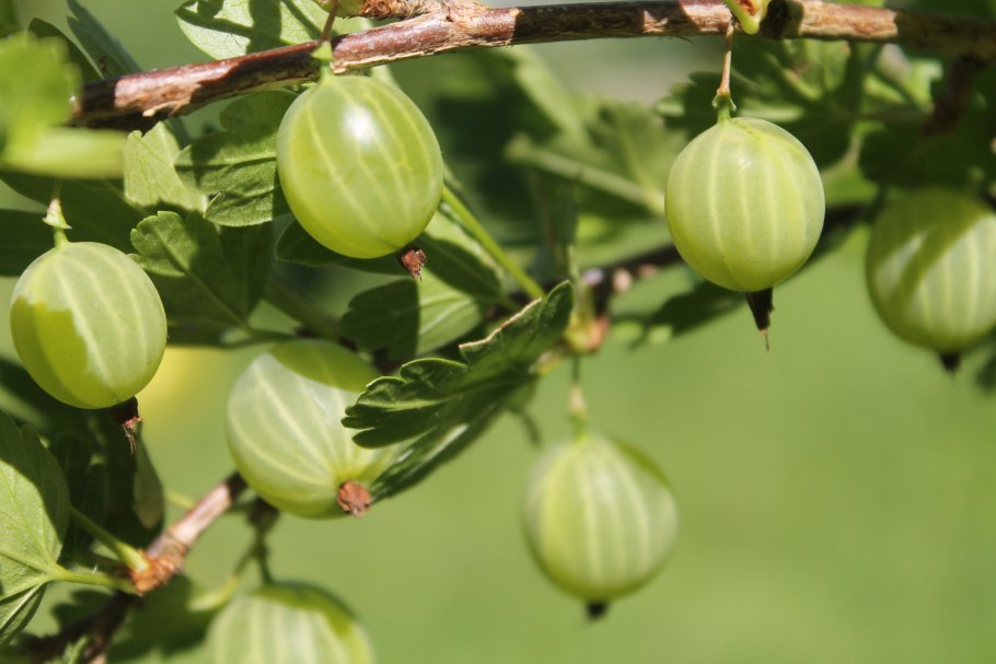 Крыжовник берилл (с2)