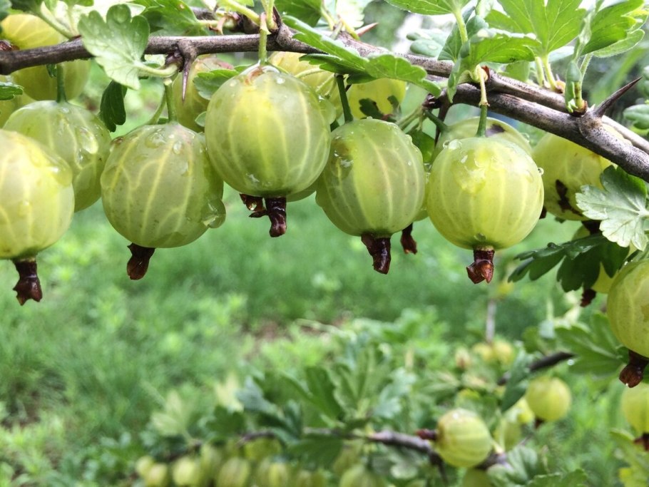 Крыжовник Хаутон