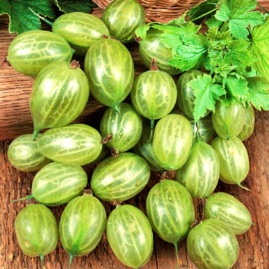 Агрус крыжовник