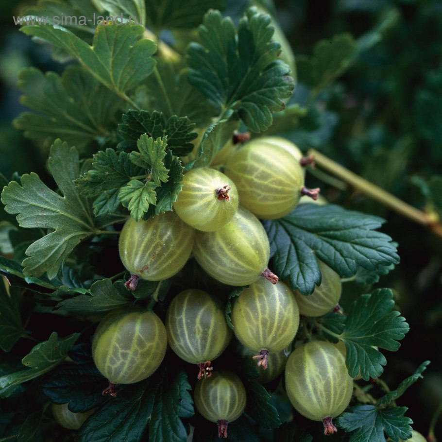 Зеленые ягоды